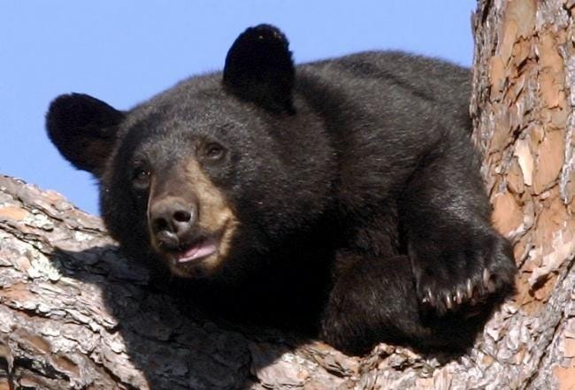 Florida black bear. [FILE PHOTO/GATEHOUSE MEDIA]