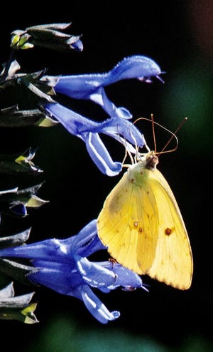 This cloudless sulphur butterfly creates a dazzling color combination with Rockin’ Blue Suede Shoes salvia. (Norman Winter/TNS)