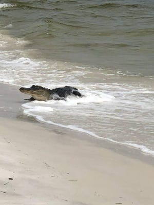 This gator enjoyed a little sun and salt water at the state park.