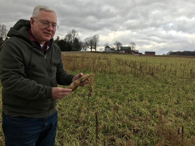 Rick Jones, former state senator from Grand Ledge, talks about daikon radishes at an Oneida Township farm field. Jones said planting them is a good farm practice but the warm December weather caused a funky smell.



Rick Jones And Radish