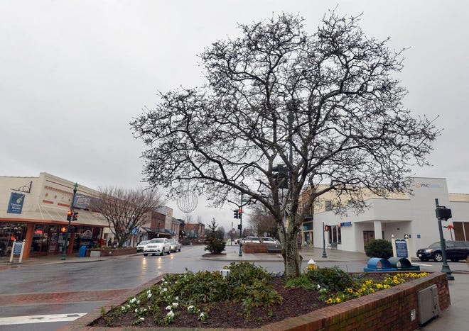 The star magnolia tree at the corner of Main Street and Third Avenue West in Hendersonville. [PATRICK SULLIVAN/TIMES-NEWS]