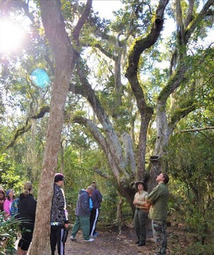 Discovery Marsh Walk is at 11 a.m. at Anastasia State Park. [Contributed]