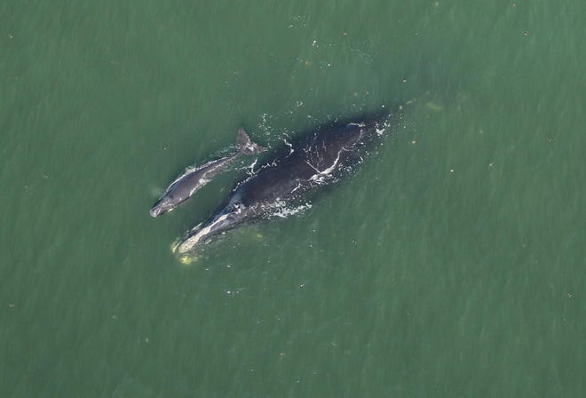 The North Atlantic right whale nicknamed Harmonia was sighted with her newborn calf about seven nautical miles off Cumberland Island on Jan. 2. Harmonia was also spotted off the coast of Florida and Georgia in November and December prior to giving birth. [Florida Fish and Wildlife Conservation Commission, taken under NOAA permit 20556-01]