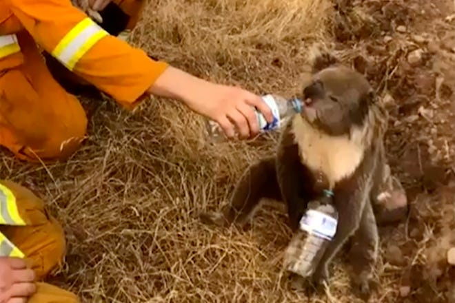 In this image made from video taken on Dec. 22, 2019, a koala drinks water from a bottle given by a firefighter in Cudlee Creek, South Australia. [THE ASSOCIATED PRESS]