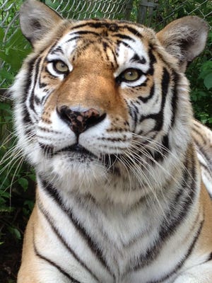 Jade, a 20-year-old tiger, died after a long life at the St. Augustine Wild Reserve. Owner Deborah Warrick said she was a sweet, mild-mannered cat. [CONTRIBUTED/DEBORAH WARRICK]