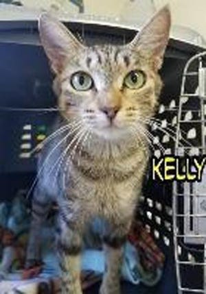 Kelly, a small adult female domestic short hair, is available for adoption from SAFE Pet Rescue of Northeast Florida. Call 904-325-0196. Vaccinations are up to date.