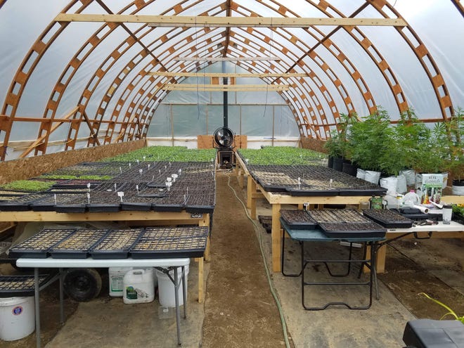 A greenhouse nursery area for organic hemp seedling production in Farmington, Maine. Hemp farmers in Maine and around the country are grappling with new laws as the industry comes into compliance with new federal rules. [Eric J. Haywood/ LoveGrown Agricultural Research LLC via AP]