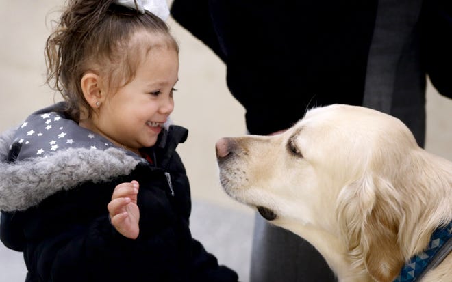 Two-and-a-half-year-old Alaya Quintero, of Warwick, is all smiles as she meets Ben, a therapy golden retriever, outside Family Court on Monday morning. The dogs have been a calming addition to Family Court, which is often a battleground in divorce, child-support and domestic-violence cases. [KRIS CRAIG/PROVIDENCE JOURNAL]