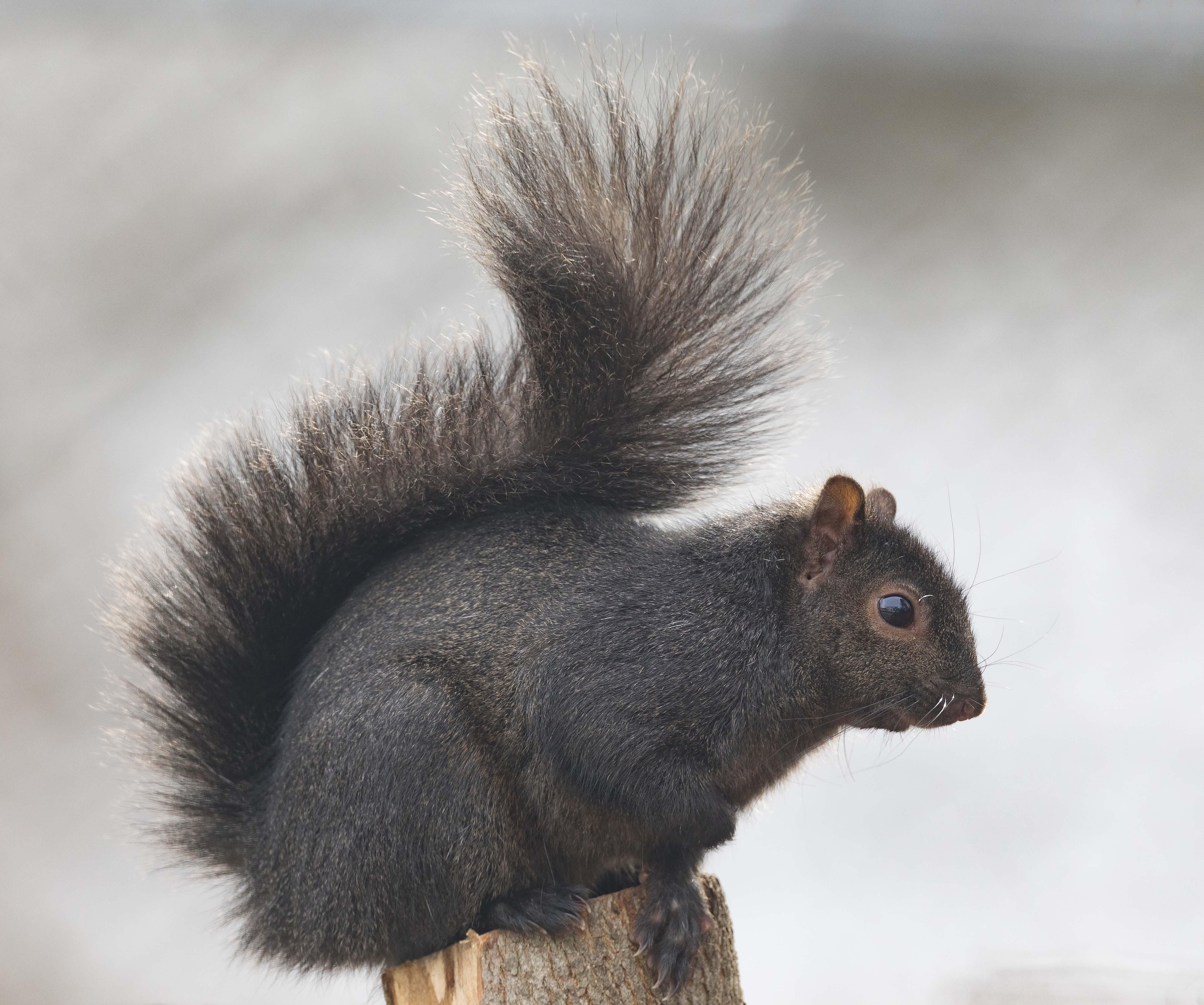 Amazon Jungle tempo Gud Nature | Sighting of fox squirrel came with colorful twist