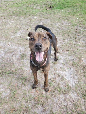 Hillie is a beautiful 4-year-old Plott Hound mix weighing around 45 pounds. She does great with other dogs, kids, and has had no reaction to cats. She knows "sit" and will make a wonderful companion. Hillie is ready to join her furever home; visit her today.