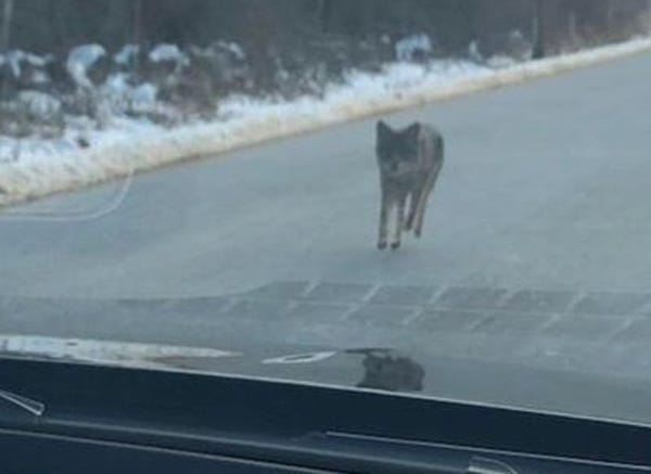 A coyote spotted in Kensington by a motorist attacked a woman walking with her dogs and a family hiking Monday morning, according to police. The coyote was killed by a man after it attempted to bite his son. [Courtesy]