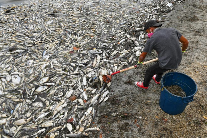 Barris Harrell of Sarasota, cleans up dead fish next to a condominum on Golden Gate Point, along the John Ringling Causeway in Sarasota on Wednesday, Aug. 22, 2018. A red tide bloom led to massive fish kills along large swaths of the Florida coast in 2018. Florida lawmakers are vowing to crack down on nutrient pollution that feeds algae blooms. [Herald-Tribune staff photo / Mike Lang] keyword: red tide