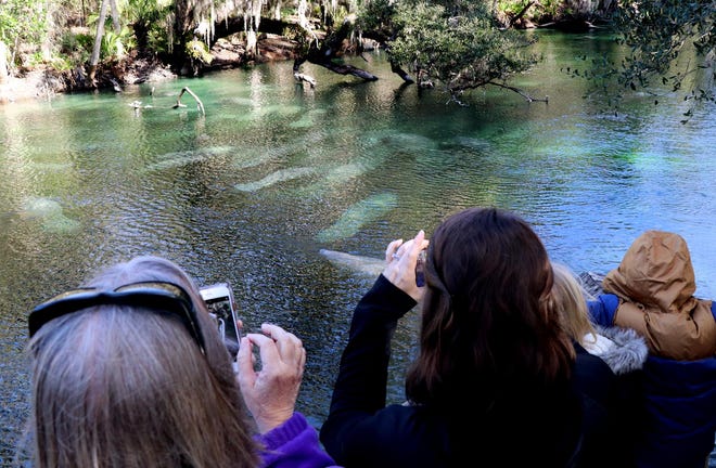Visitors watch as manatees swim in the spring run at Blue Spring State Park. A shuttle will take Manatee Festival attendees there and back for free, providing a chance to see manatees seeking the spring’s warmer waters in winter. [News-Journal/file]