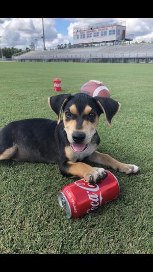 Coach was chosen for the Puppy Bowl because of photos including this one, taken at Screven County High School. Coke is a sponsor of the Puppy Bowl. [COURTESY CARRIE WILLIAMSON]