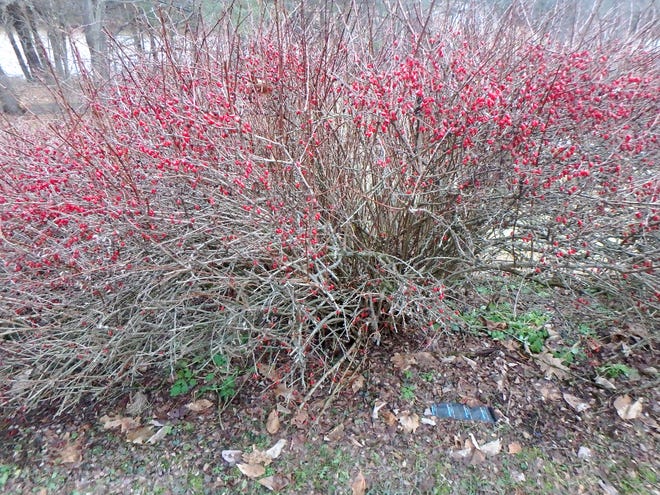 Barberry bushes are loaded with berries, which birds eat and then deposit the seeds all over. [Henry Homeyer]