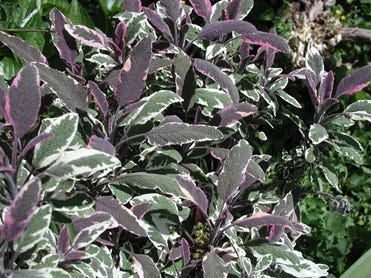 Culinary sage is a colorful and reliable herb. [COURTESY OF LEE MILLER]
