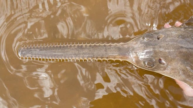Smalltooth sawfish are protected under the federal Endangered Species Act [Florida Fish and Wildlife Conservation Commission Fish and Wildlife Research Institute/Public website]