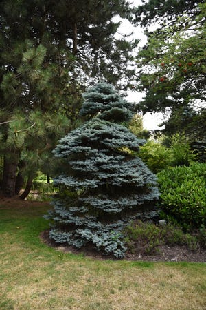 This dwarf blue spruce is named “Montgomery.” [Betty Montgomery]