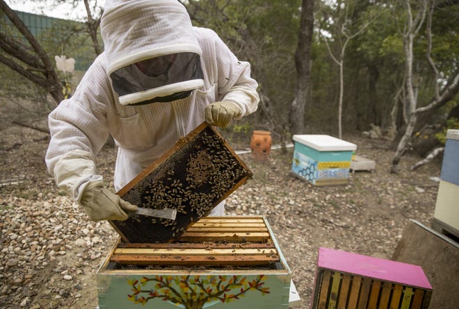 Tanya Phillips, owner of Texas Honey Bee Farm, shows one of its hives on Thursday. University of Texas scientists are working on research to reduce the global honey bee population decline. [JAY JANNER/AMERICAN-STATESMAN]