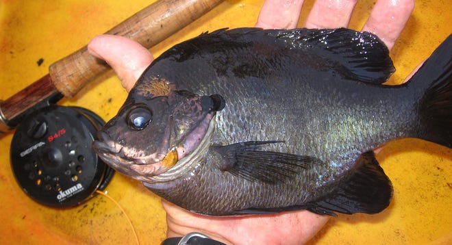 A honey hole that can produce big bluegills on a regular basis is worth protecting. Such places are few and far between. [Ed Wall / Daily News Correspondent]