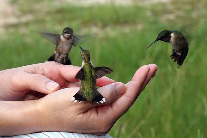 Thousands of ruby-throated hummingbirds pass through towns near the Gulf of Mexico during their annual spring and fall migration. On Dauphin Island, they are just one of the species that have already been spotted in 2018. Others include shorebirds, warblers and purple martins. [File photo/Rockport Chamber of Commerce via The New York Times]
