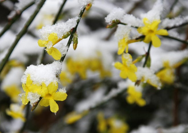 Winter Jasmine blossoms are topped with snowflakes in a garden in Euskirchen, western Germany. In the Augusta landscape, this yellow-blooming, free-flowing shrub/groundcover is one of the first plants to bloom in January. [Hermann J. Knippertz/File/Associated Press]