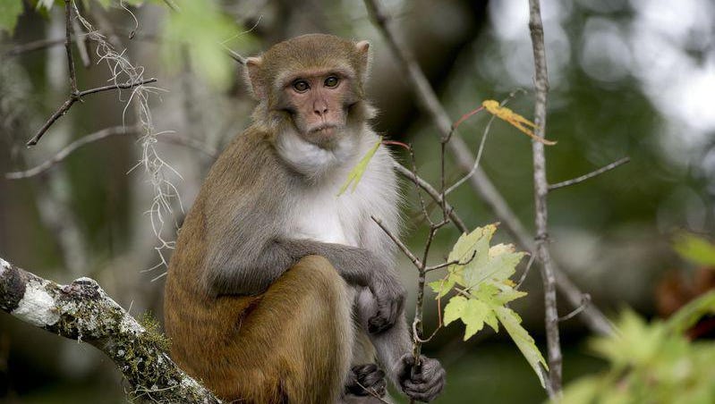 Herpes monkeys spreading across Florida, report says