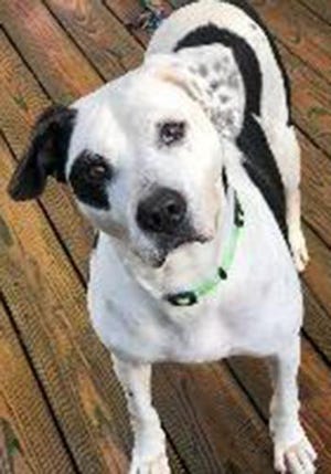 Clyde, an adult male Labrador Retriever and Dalmatian mix, is available for adoption from SAFE Pet Rescue of Northeast Florida. Call 904-325-0196. Vaccinations are up to date.