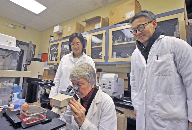 Dr. Linda Saif (center) examines a sample of a virus under a microscope in the lab of Dr. Qiuhong Wang (left) at Ohio State Univeristy's Wooster campus, while visiting scholar Fanzhi Kong looks on. Saif and Wang are both experts in coronavirus, and closely following the spread of the newly discovered strain.