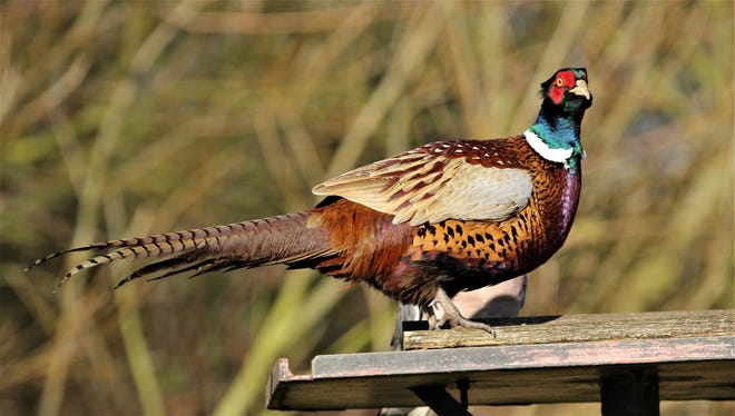 A proposed bill making its way through the Michigan Legislature would make pheasant hunting more expensive. [Contributed]