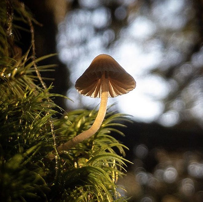 @ewjphoto — #wildmushroom #forestfloor #iphone7 #procamapp #lightroommobile #closeupphoto #naturallight #macrophotography #oregon #pnw #pnwonderland #pacificnorthwest #wildfungi #wildmushrooms #mushroom #moss #pnwforest #fungi #fungus #naturephotography #nature #winter