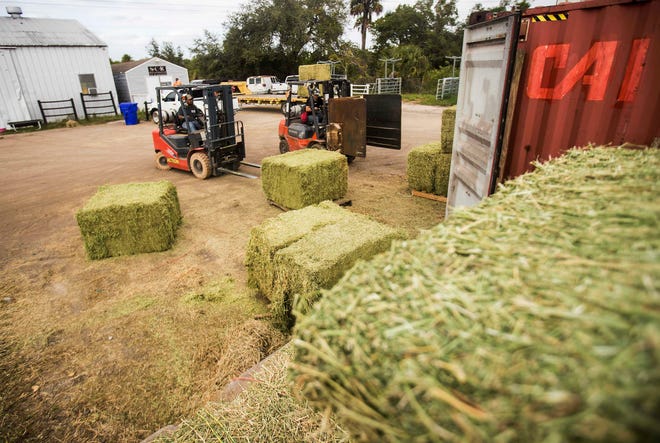 In this Friday, Jan. 17, 2020, photo, workers for Sweet Cypress Ranch on State Road 80 east of I-75 move hay bales that will go to customers, in Alva, Fla. Most of the customers that get supplies from Sweet Cypress Ranch are within the boundaries of a proposed toll road that may go north to south through the area. The roads would link rural Florida with an existing highway grid that offers highway connections from Pensacola and Jacksonville to the north to Naples and Miami in the south. (Andrew West/The News-Press via AP)