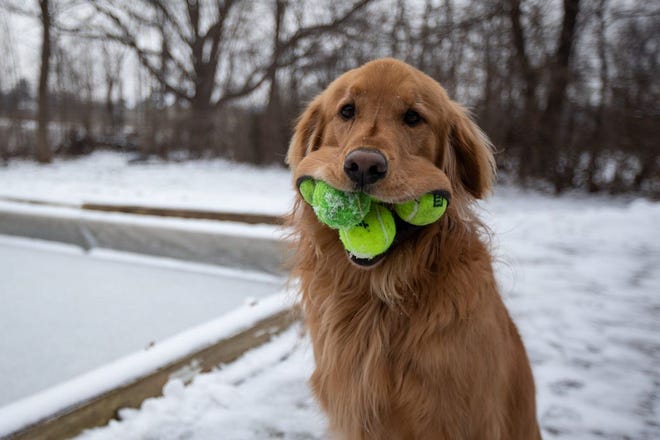 Finley Molloy, a 6-year-old golden retriever, has an affinity for tennis balls.