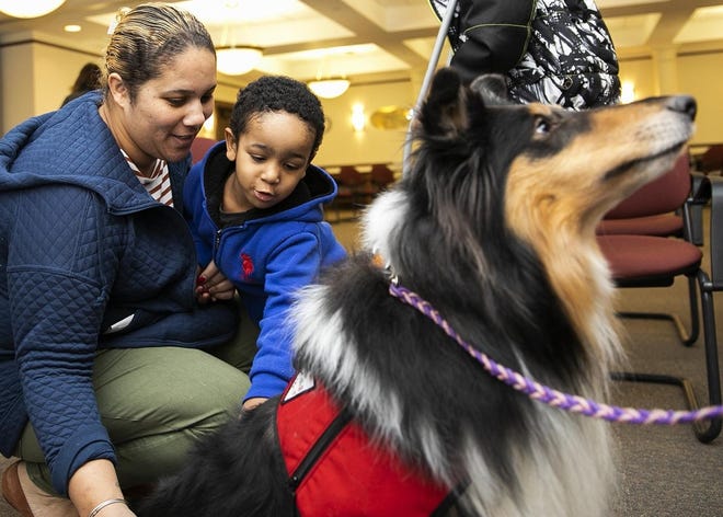 Zion Antunes, 3, center, pets Merida the therapy dog at the Brockton Public Library on Thursday, Jan. 23. [Alyssa Stone/The Enterprise]