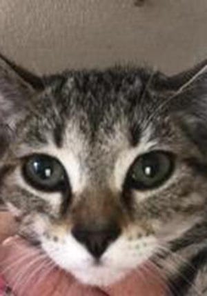 Bronson, a male kitten domestic short hair, is available for adoption from SAFE Pet Rescue of Northeast Florida. Call 904-325-0196. Vaccinations are up to date.