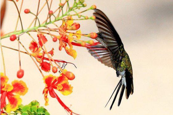 Hummingbirds flit, hover, and zoom through our summer gardens. Master Gardener Pam Varga will discuss how these tiny fliers raise their young, protect their territory and migrate thousands of miles each year at a Smart Gardening Workshop on March 14 at the Community College of Beaver County Learning Resource Center in Center Township. [Submitted]