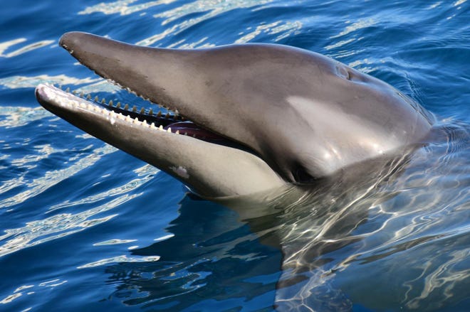 Stan was a 6-year-old rough-toothed dolphin that was deemed non-releasable due to hearing loss. An autopsy revealed that Stan died from pneumonia. [CONTRIBUTED/MARINELAND]