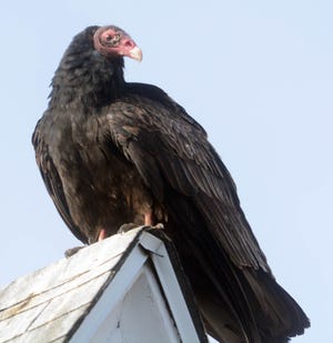 One of the dozens of turkey vultures roosts on the circa 1890 James B. Shannon House at 242 Washington St. in Norwich on Wednesday. [See video and more photos at NorwichBulletin.com] John Shishmanian/ NorwichBulletin.com