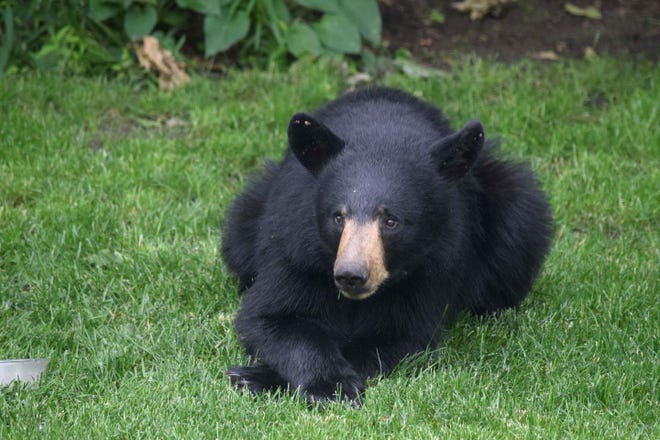 File - A black bear rests the backyard of Theodore L. Hatch in Scarborough, Maine, in this June 22, 2016, photo. The Pope and Young Club, a bowhunting and conservation organization, said the bear killed Oct. 14 in Morris County toppled a record set in 1993 by a hunter in California. [AP file]