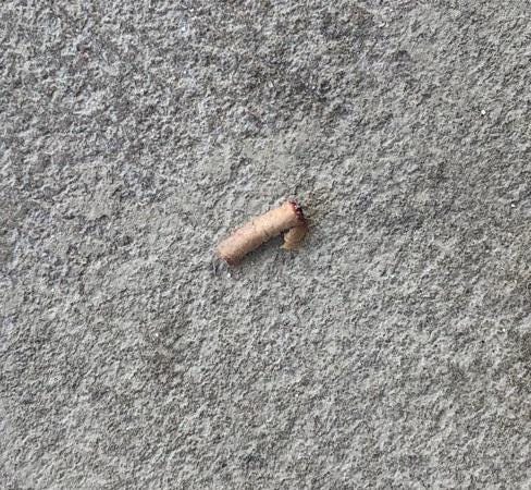 Here are remains of a firecracker that caused a lockdown and a panic on Thursday at Mainland High School in Daytona Beach after students and staff feared the sounds were gunshots from an active shooter. [Photo provided by Daytona Beach Police.]
