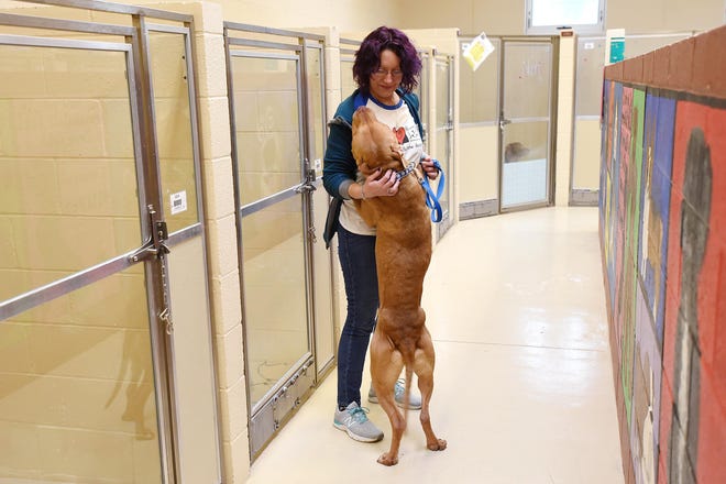 Gomez, a rescue at the Beaver County Humane Society, stands up to lick the face of staff member Correna Pfeiffer at the humane society's building in Center Township in this file photo. [BCT file]