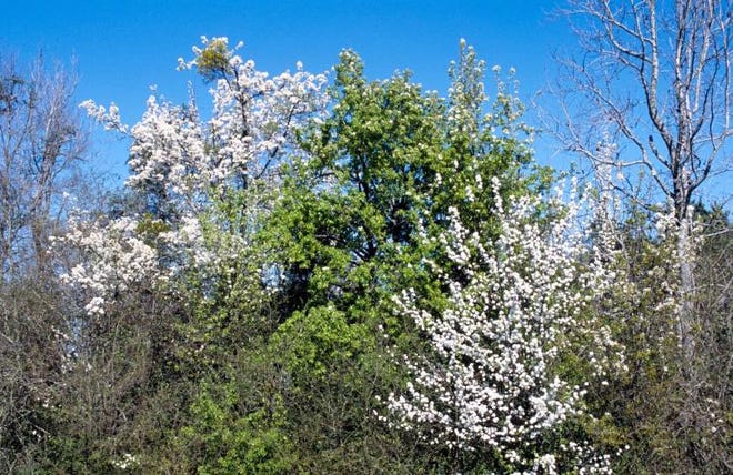 You might spot blooming Bradford pear trees in unexpected places. Hybridization has resulted in the naturally infertile Bradford producing fertile fruit, allowing them to become an invasive problem. [University of Georgia]