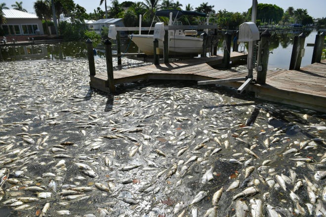 Dead fish collect in a canal between St. Armands Key and Lido Key in Sarasota during a red tide bloom. Legislation aimed at addressing Florida’s algae problems advanced in the state Senate Thursday. [Mike Lang/Gatehouse Media]