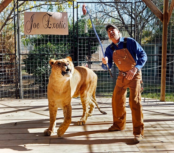 Joe Exotic works with Boco, the male Li-Liger at Greater Wynnewood Exotic Animal Park on Thursday, Dec. 1, 2016 in Wynnewood, Okla. [The Oklahoman Archives]