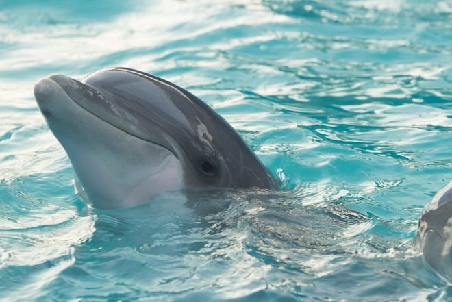 Dolphin happily swimming. [Photo by Louan García on Unsplash]