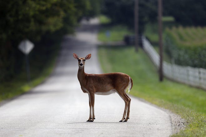 A doe stops in the middle of Winter Road in Delaware before running off in 2018. [Kyle Robertson/Dispatch]