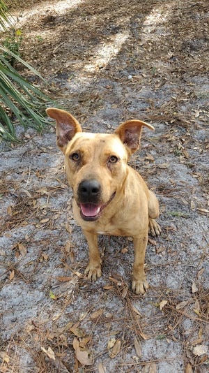 Pepper is a lovable 2-year-old female Catahoula mix. She has a sweet and silly personality. She knows "sit" and likes to play. She is dog and kid friendly (can also be cat tested). Start your forever with Pepper and get to know her in the play yard.