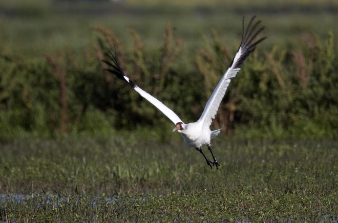 In this March 23, 2018 file photo, a whooping crane, a critically endangered species, flies away from its nest with eggs, in a crawfish pond in St. Landry Parish, La. There's a $5,000 reward for information about whoever shot and killed an endangered whooping crane in southwest Louisiana in November 2019. Department of Wildlife and Fisheries enforcement spokesman Adam Einck says the crane's body was found Nov. 15 in a rice and crawfish field in the town of Elton in Jefferson Davis Parish. A necropsy determined that it had been a shot and killed a day or two earlier. Einck says there's also still a $6,000 reward out for tips leading to the arrest and conviction of whoever shot a whooping crane in Acadia Parish in November 2018. [ AP FILE PHOTO ]