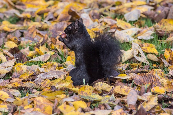Black squirrels are common in Wooster.