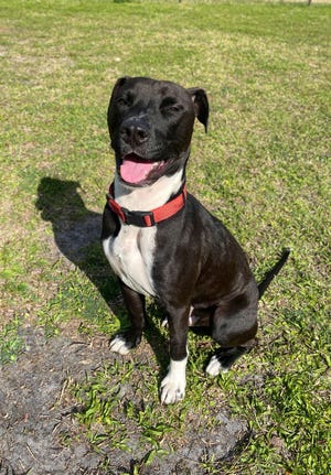 Tate is a 2-year-old neutered male terrier mix.